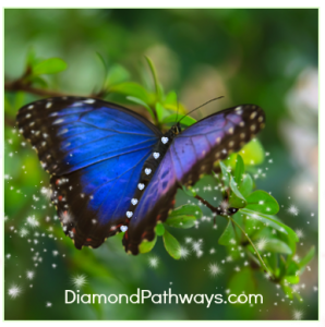 diamondpathwaysbutterfly