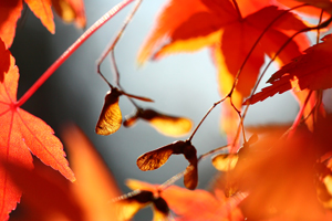 fall_leaves_small