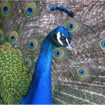 peacock head